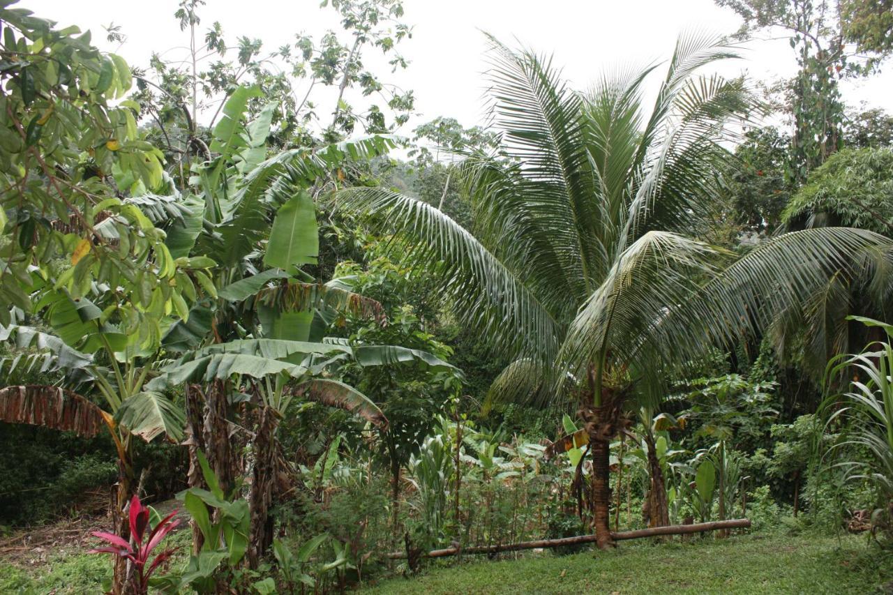 Nature In Portland Port Antonio Exterior photo